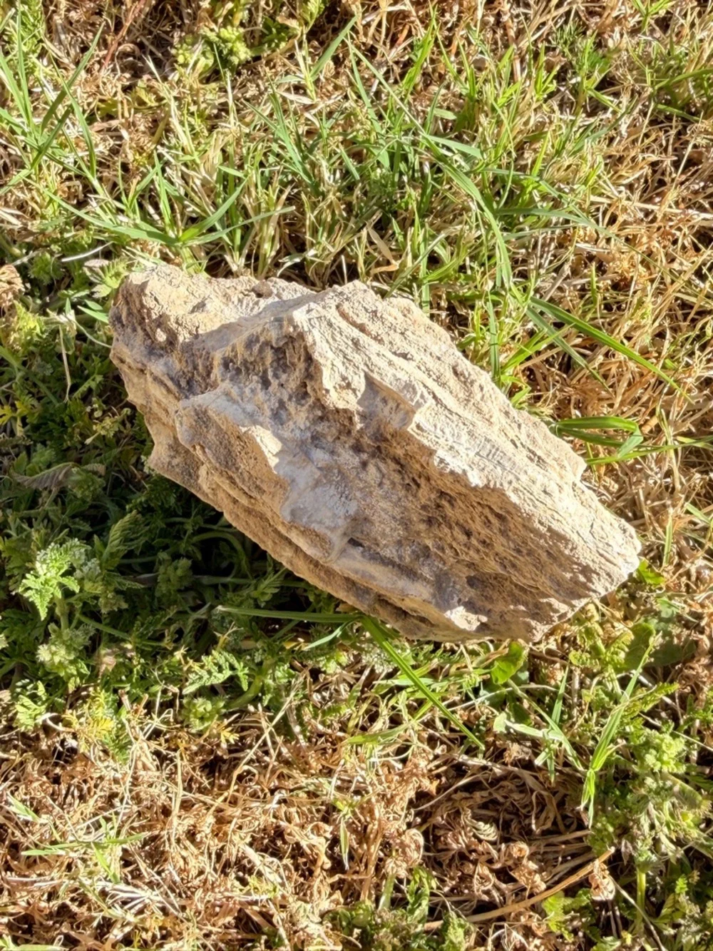 Natural Rough Petrified Wood New Mexico Tan Specimen Gold Quartz UV 5”x4” 1.2 lb
